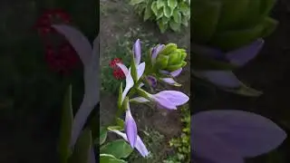 Хосты. Запах сирени.