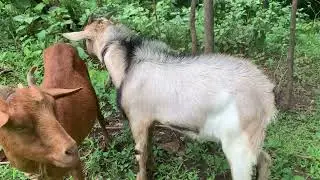 True Friends are happy they played together 