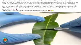 Why Hindu use Mango leaf in Puja? Importance of Mango Leaf & it's tree protection in Sanatan Dharm