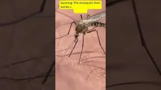 The anatomy of a mosquito bite #mosquito #mosquitocontrol #bite #viral #shortsfeed #deadly