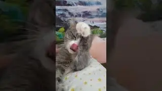 Кошка Соня моется