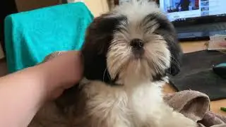 Полина и работающий шумный фен? Напугается? Можно спросить 89144473202 watsapp