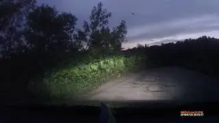 Лиса