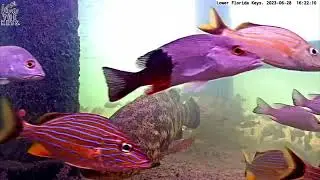 Can you spot two uncommon fish caught on the 