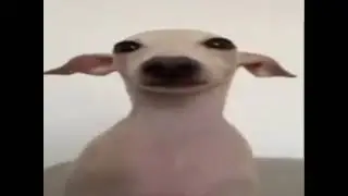 awesome dog