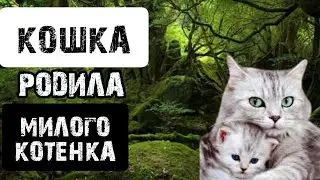 УСПЕЛИ ВКЛЮЧИТЬ КАМЕРУ! Кошка рожает котят | Сколько рожают кошки?