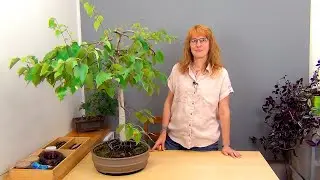 Бонсай из березы (ч.12).