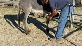 Splinter-2Y.O. BLM Burro