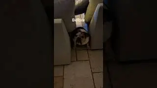 When the dog gets too comfortable… #thanksgiving #bulldogs #funny #shorts #cute