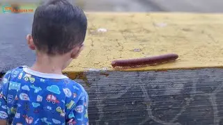Berburu Kaki Seribu