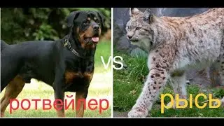 РОТВЕЙЛЕР VS РЫСЬ