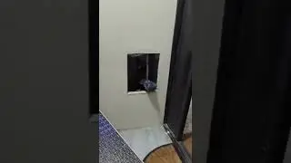 Домой залетел голубь #shorts #голубь