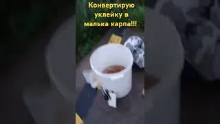 Конвертирую уклейку в малька зеркального карпа!!!