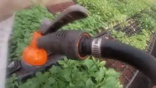 How do we water so many seedlings? All about our watering.