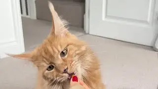 🔊5 Regrets After Getting Maine Coon cats 😤💔