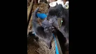 kitty and cow