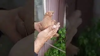 голуби#shortvideo