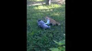 Котожизнь.