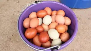 Can we be your Egg Dealer?