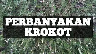 perbanyakan! Budidaya tanaman hias krokot daun runcing