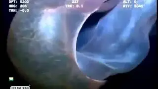 На дне морском ученые засняли чудище  Подводный мир