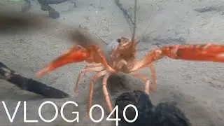 Rak riečny (resp červený) u nás v Turci | VLOG 040
