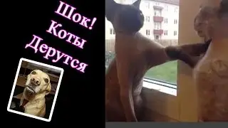 Суровые кошачьи разборки...