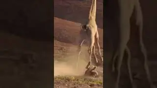 Giraffe kicks Lioness to death