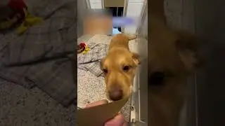 The puppy is happy to be adopted from the shelter.