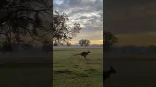 Kangaroo trying to outrun vehicle in outback Australia!!