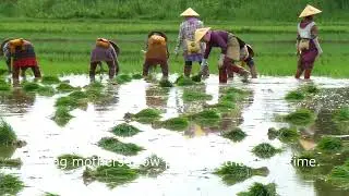 Visit to Laikha, Rainy season paddy cultivation in our city