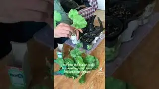 Geranium care and propagation: Make new geraniums from cuttings for free!