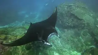 Diving Bali Tulamben and Nusa Penida