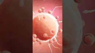 How in-vitro fertilization (IVF) works