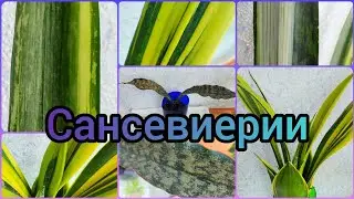 #Сансевиерия