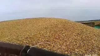 Четыри комбайна дон 1500 Б на уборке ячменя.