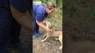 Красавица Микки ищет родителей!😇🥰