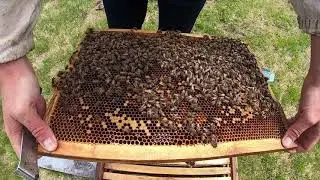 Пчеловодство как есть... / расплод, /дробление семьи