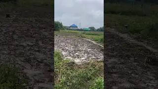 Картошка утонула в озере-болоте 😳🤯