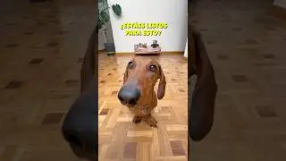 Mis TRUCOS ÉPICOS!😂😘 #perrosalchicha #teckel #dachshund