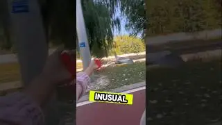 Un Paseo Algo Extraño😅 #viralvideo #shorts