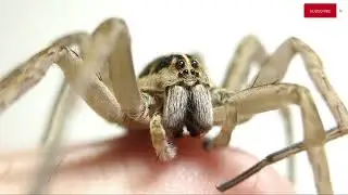 WOLF SPIDER CLEANING ITSELF ON MY HAND!