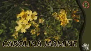 CAROLINA JASMINE Information and Growing Tips! (Gelsemium sempervirens)