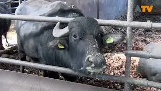 Het is ook voorjaar voor Wijkse Waterbuffels