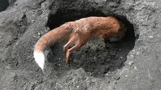 There was a fox tunnel here