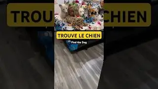 où est le vrai chien ? 😁😁 #dogs #chien #game #funnyvideo #fun