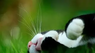 Коронный крисс-ну норм пуха