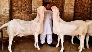 New Goats  Mandi Price Or Bize Bread Goats 2023|Goats |Goats Form Best Deals