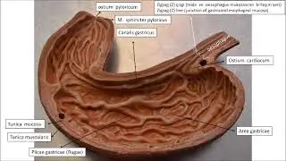 Mide (gaster, ventriculus) anatomisi işaretli