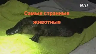 топ 5 самых странных животных мира